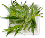 Estragon